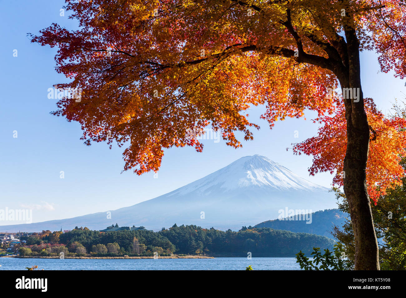 Maple tree and mount Fuji Stock Photo - Alamy
