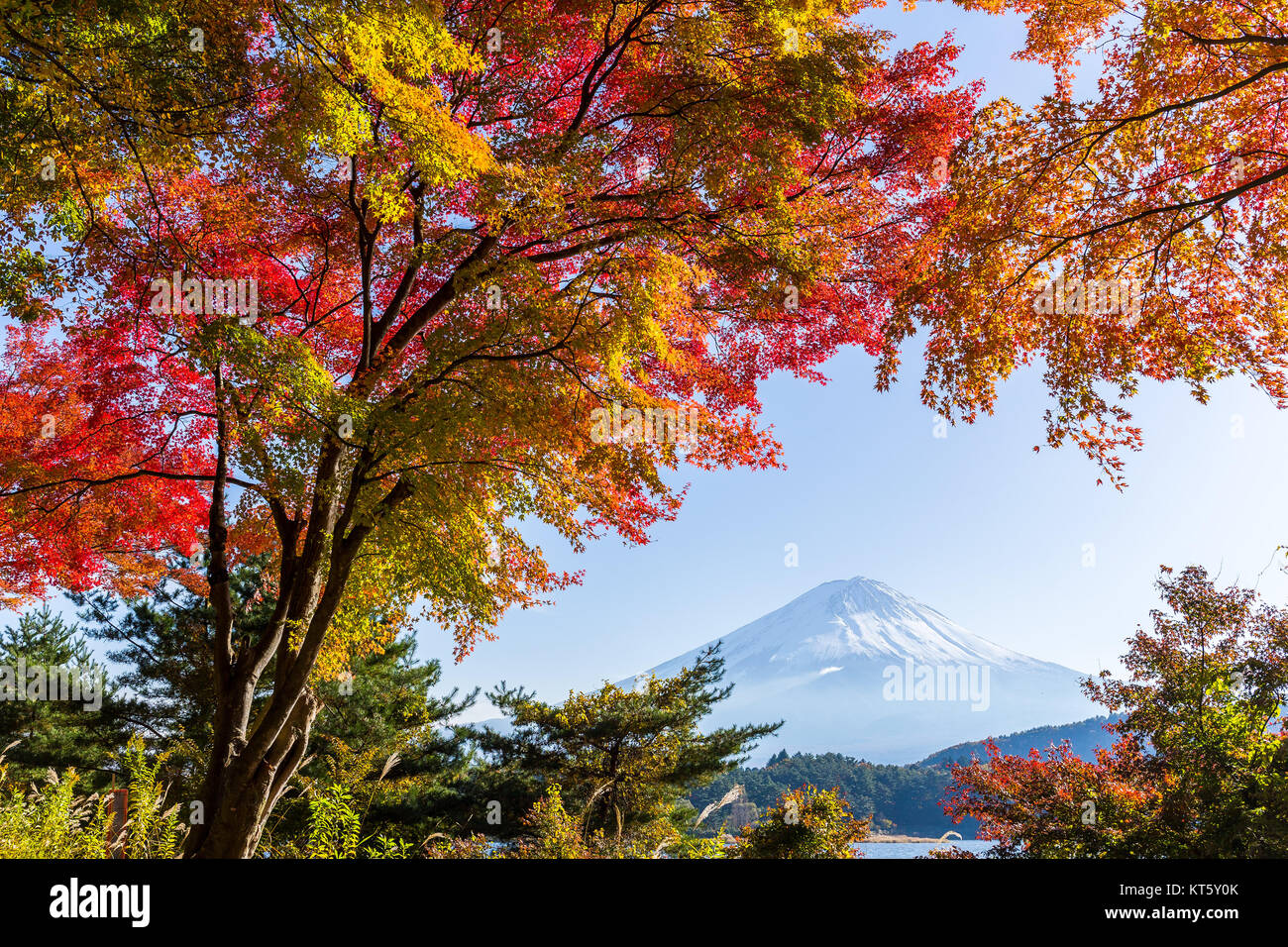 Mount Fuji and maple tree in lake kawaguchiko Stock Photo - Alamy