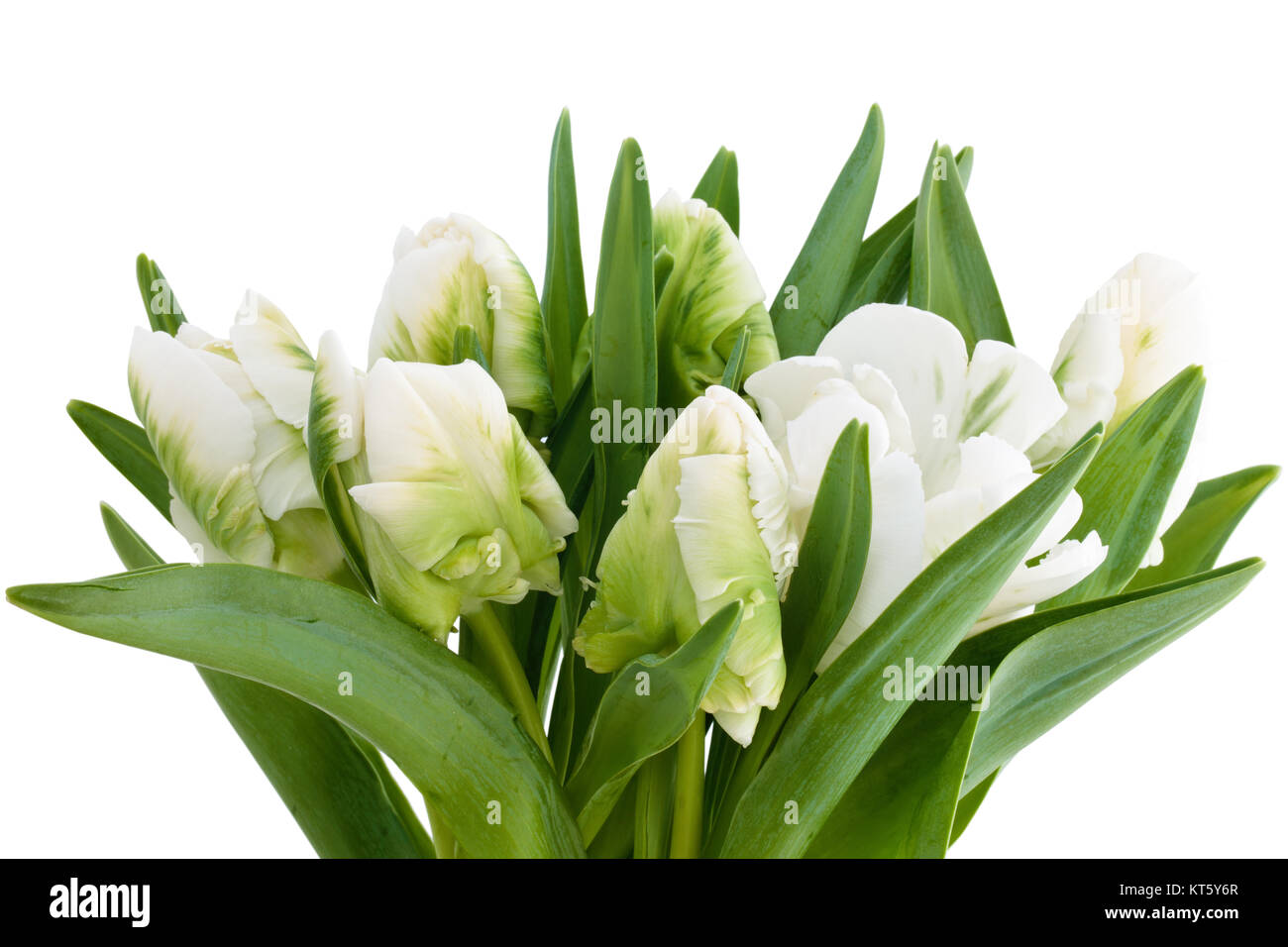 White tulips bouquet Stock Photo - Alamy