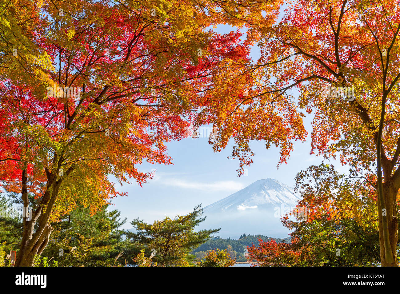 Mountain Fuji with maple tree Stock Photo - Alamy