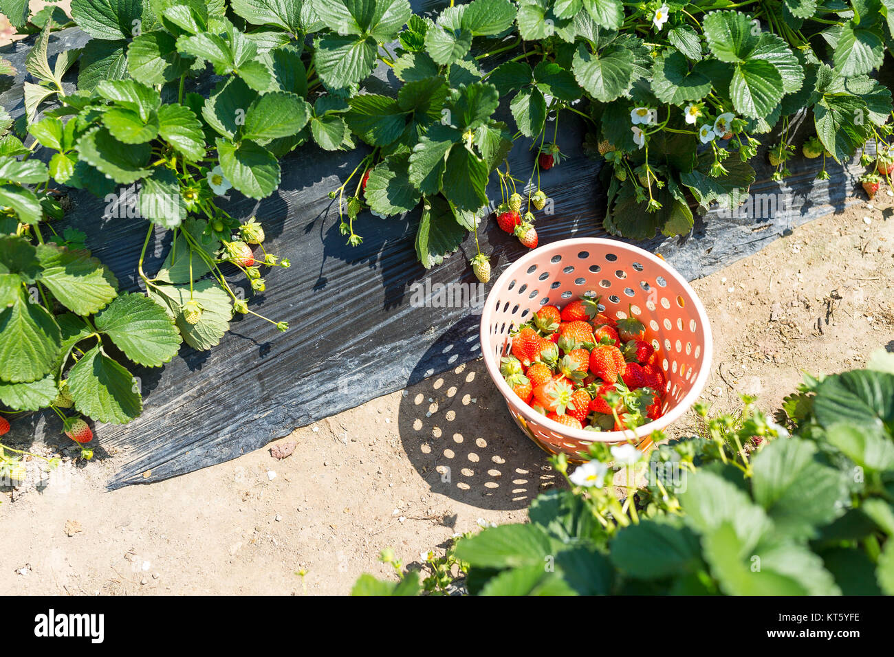 Basket of fresh strawberries in the farm Stock Photo - Alamy