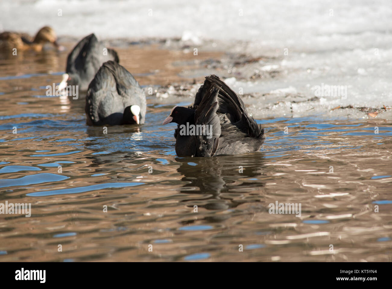 Three chickens looking for food on the ice of a frozen lake. Stock Photo