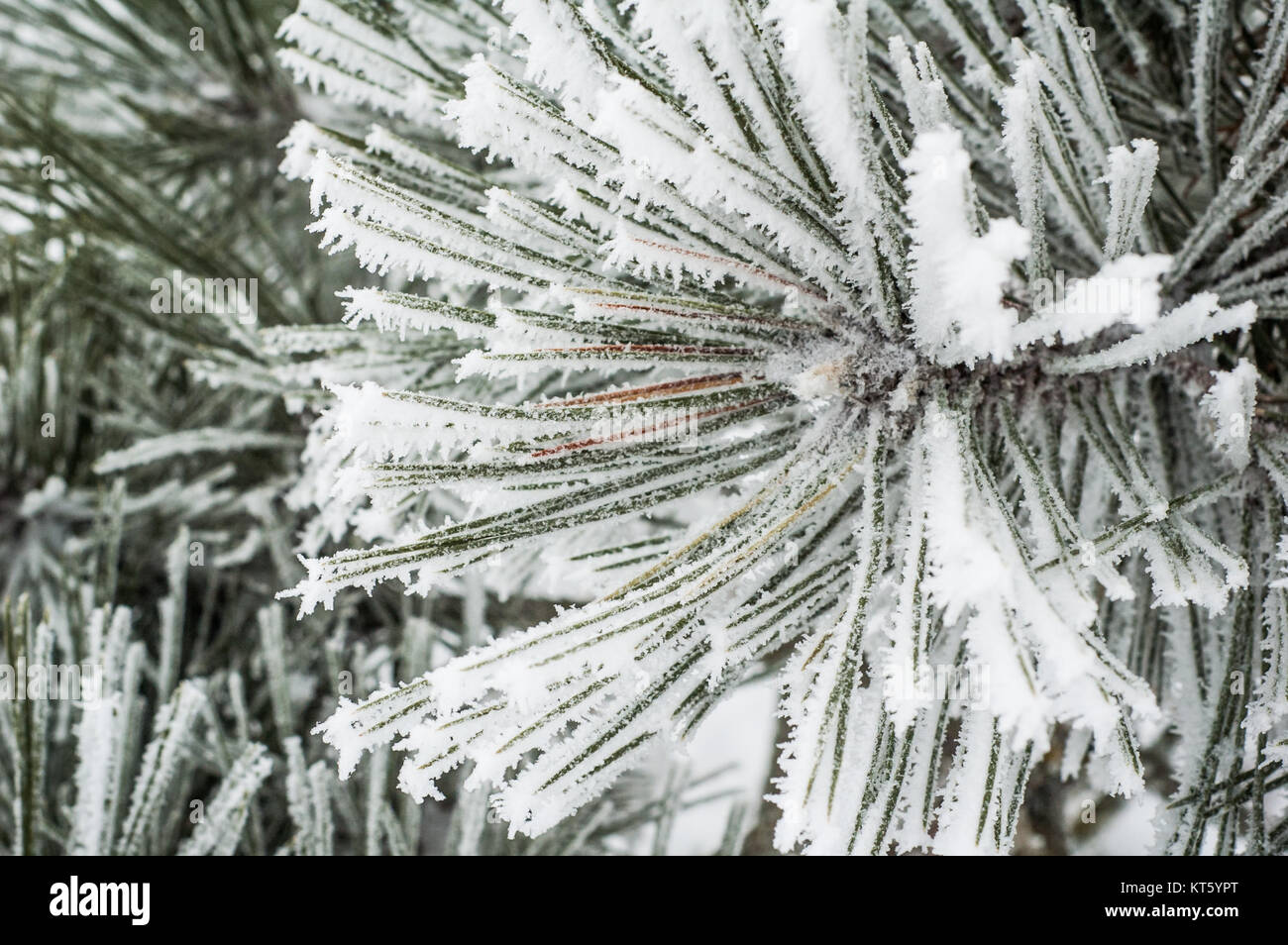 Pine needles covered with frost, close-up Stock Photo - Alamy