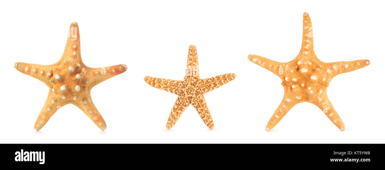 Different starfishes in a row. Stock Photo