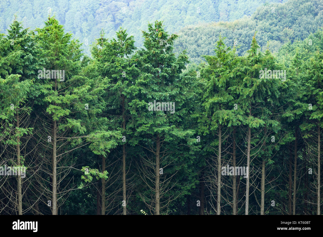 Green tropical forest Stock Photo - Alamy