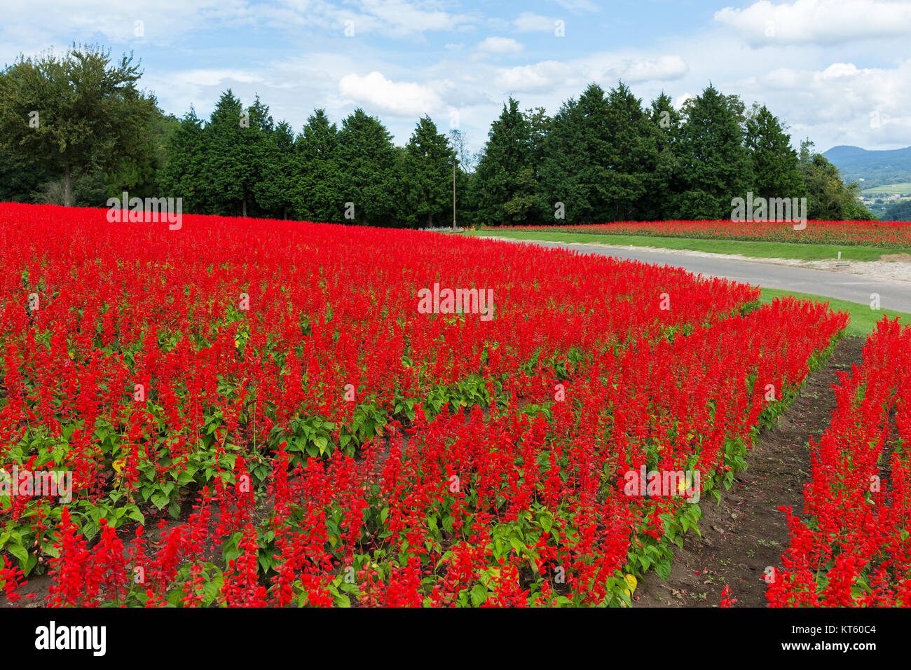 Red Salvia field Stock Photo