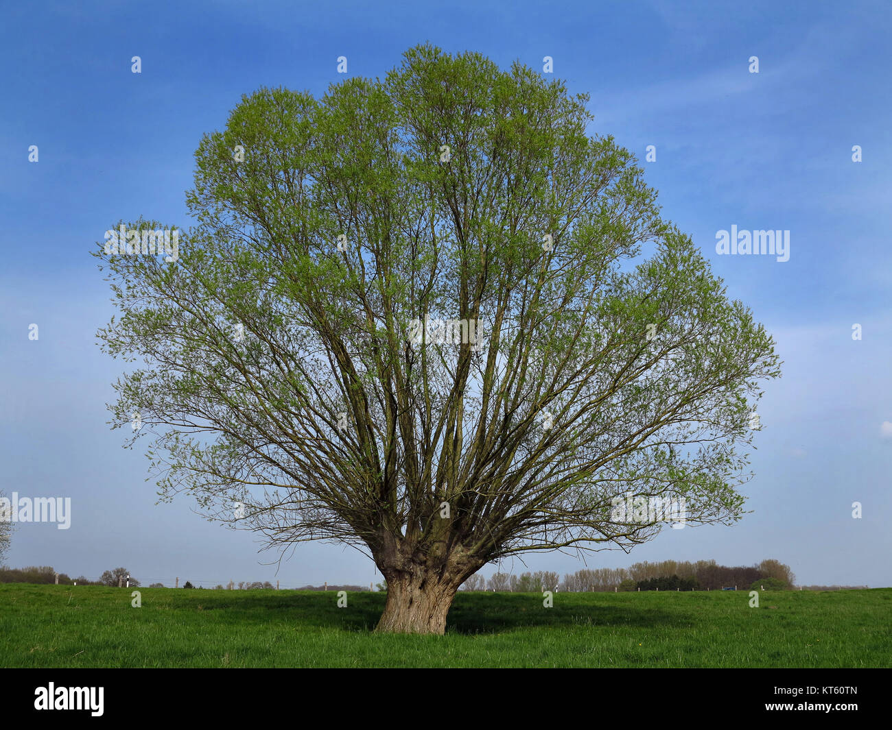 white willow,as willow,flowering in the spring,before white blue cloud sky in lippetal Stock Photo