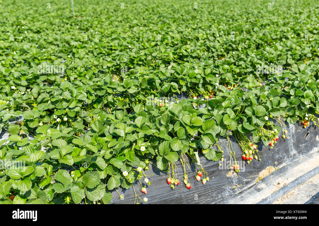 Strawberry in farm Stock Photo - Alamy