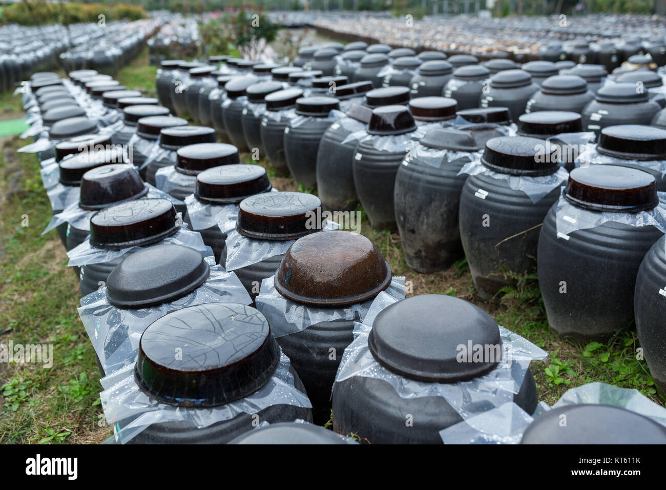 Production of Vinegar in Barrel Stock Photo Alamy