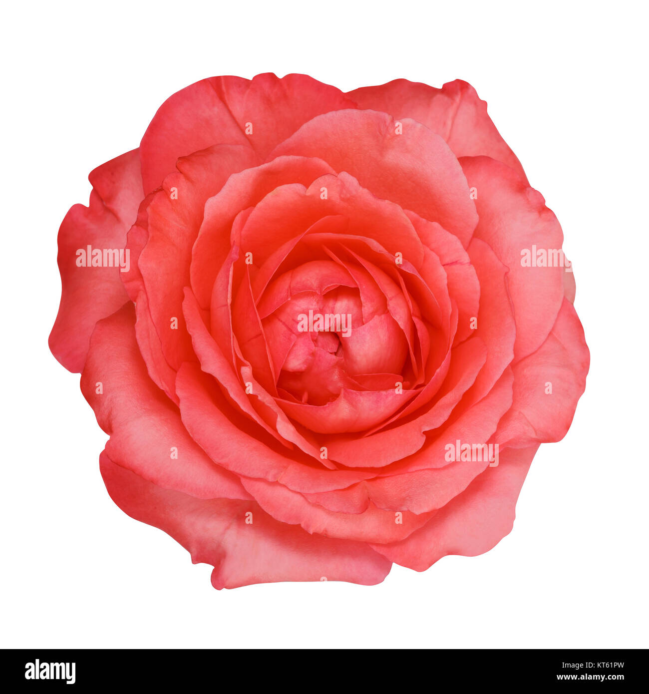 Pink rose isolated on white background Stock Photo - Alamy