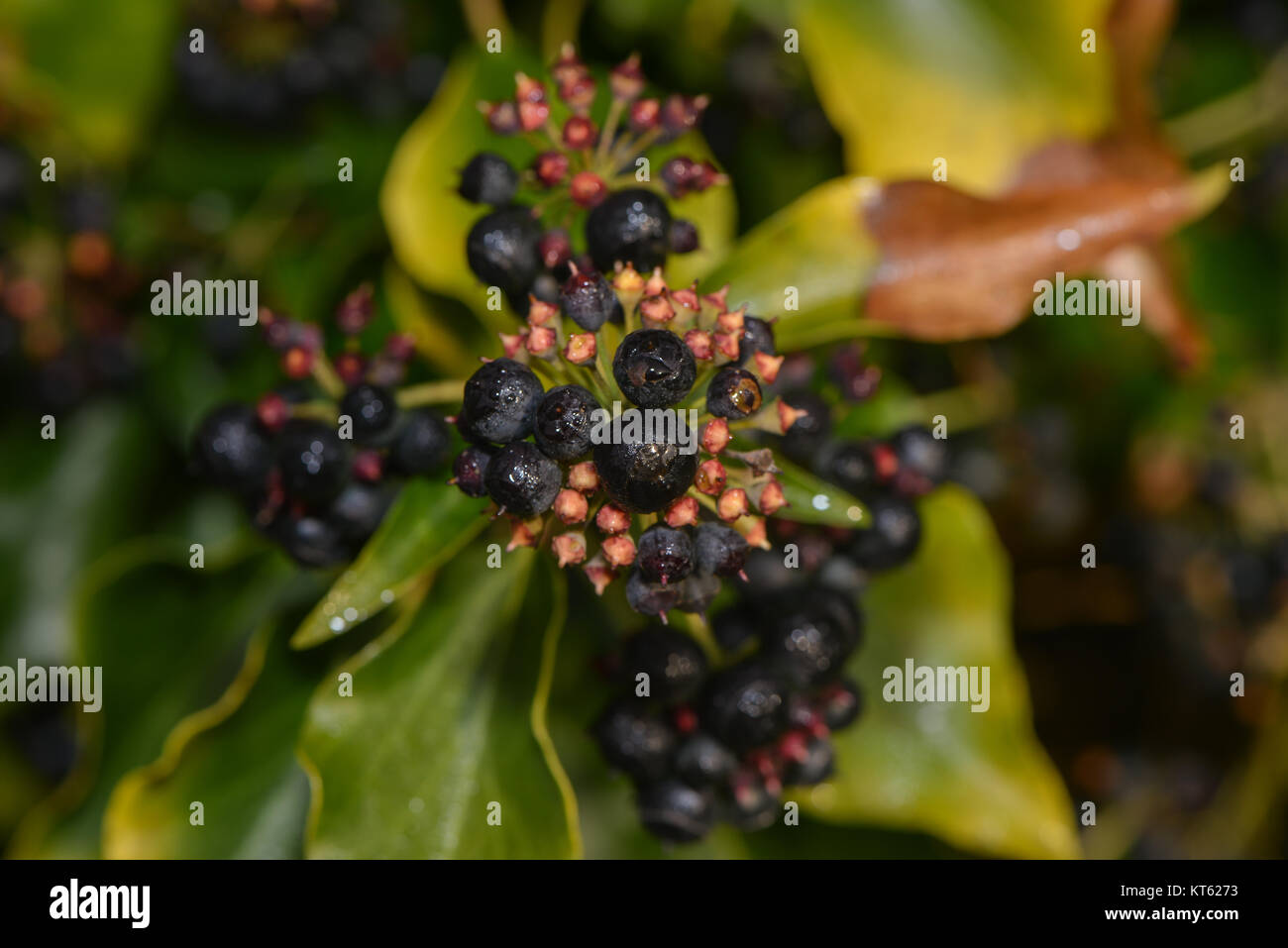 fruits of efeupflanze Stock Photo