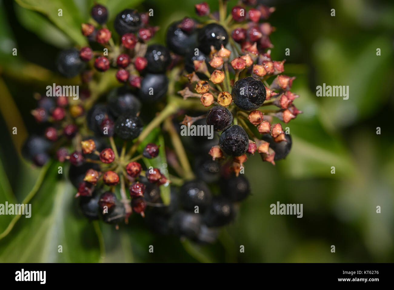 fruits of efeupflanze Stock Photo