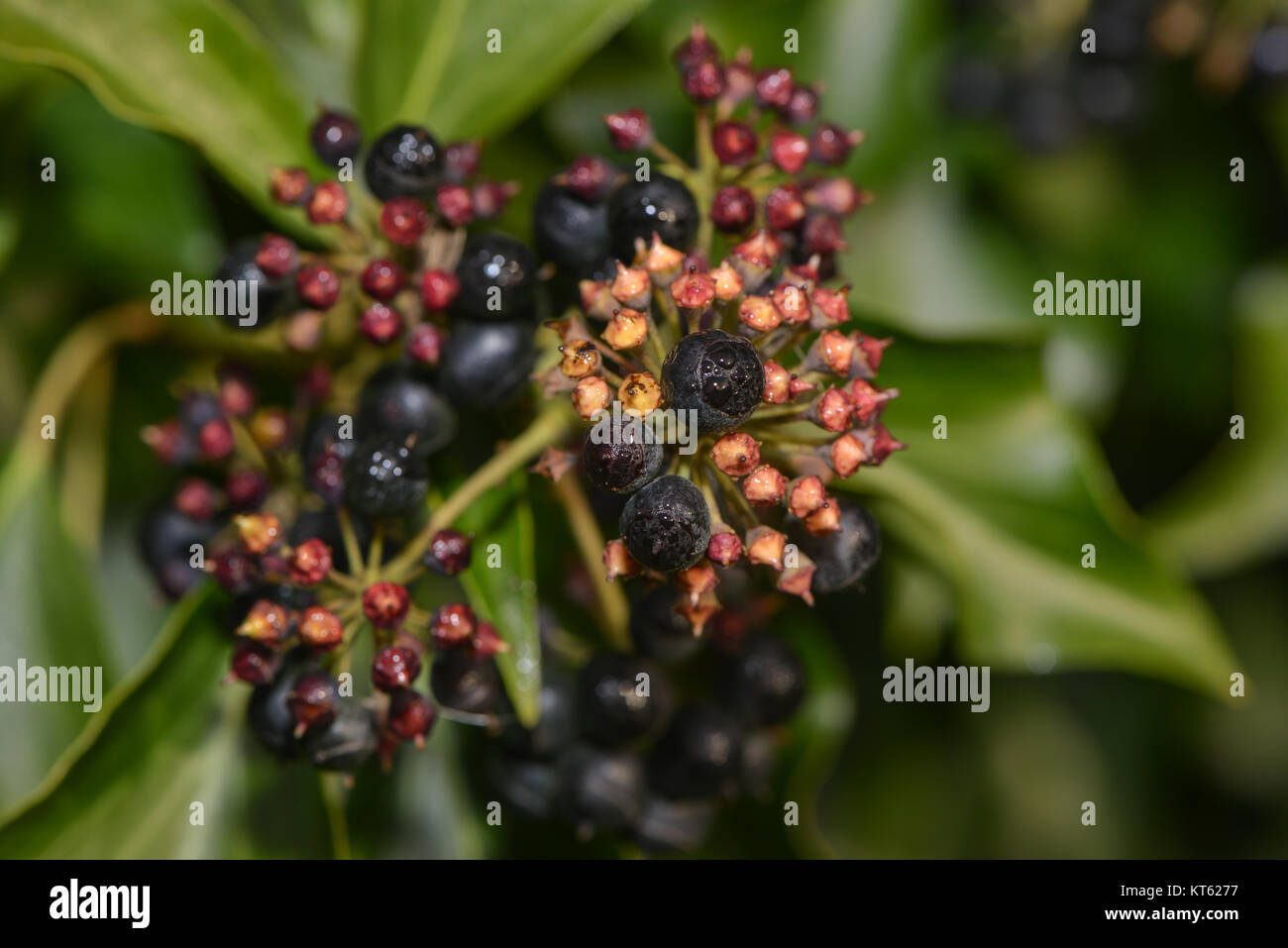 fruits of efeupflanze Stock Photo