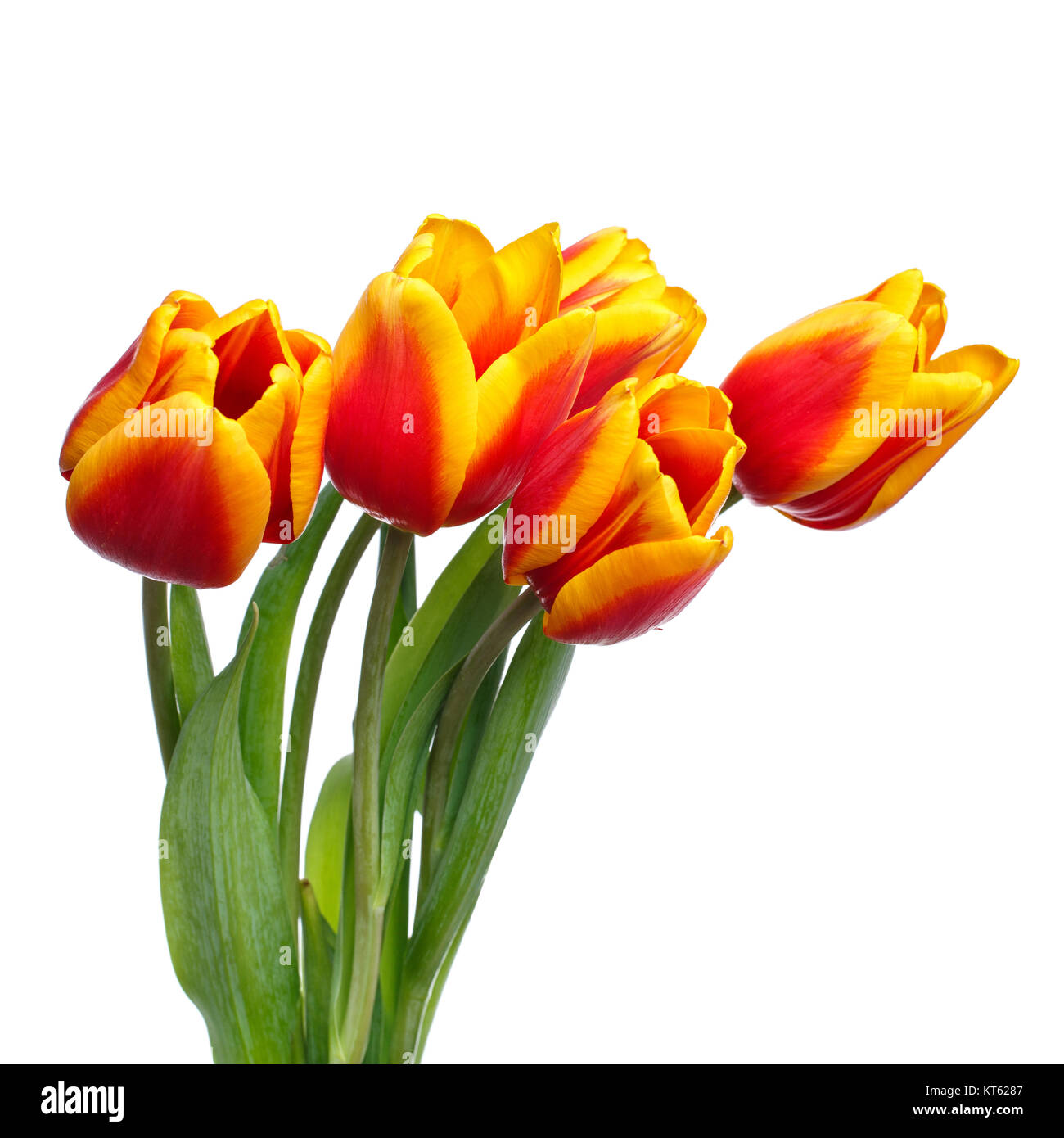 bunch of tulips on white background Stock Photo - Alamy