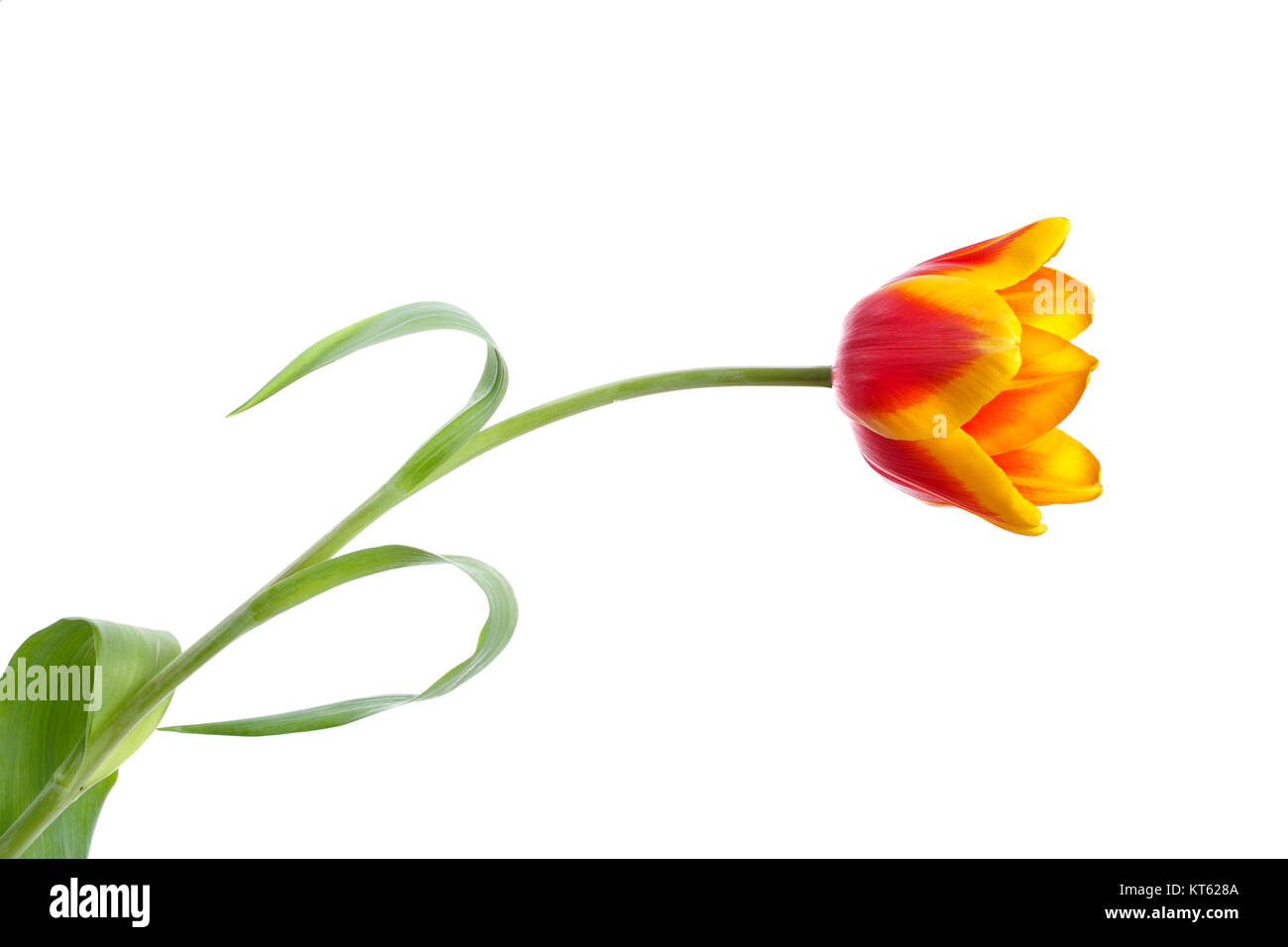 tulip isolated on white background Stock Photo - Alamy