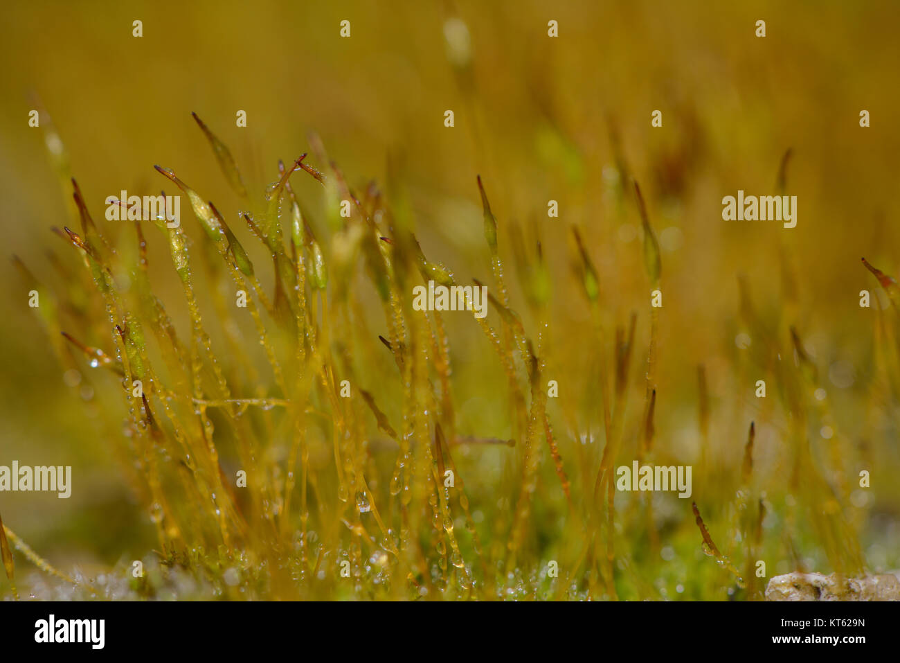 Honey Dew Top (Moss) main image 1