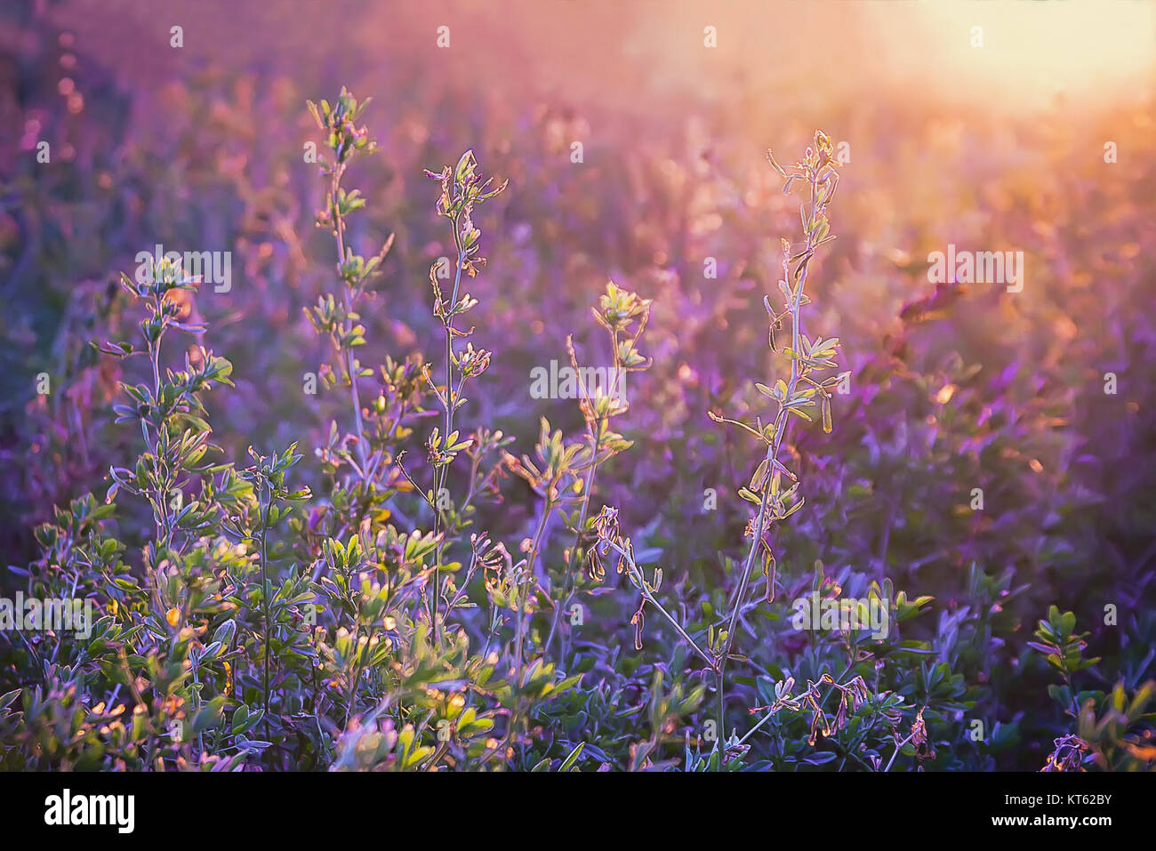 Violet Floral Summer Background Stock Photo - Alamy