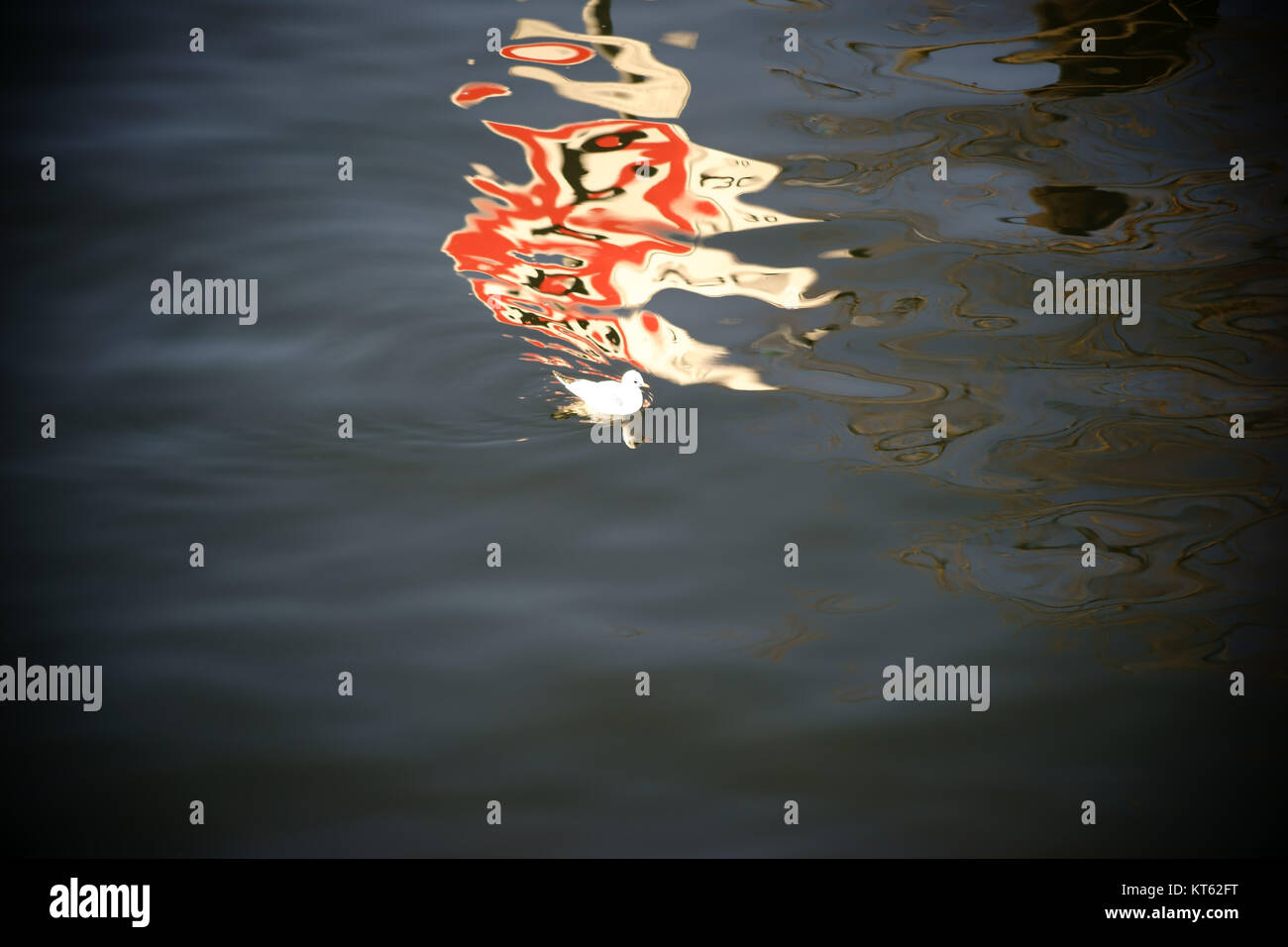Die verzerrte Spiegelung eines Verkehrsschildes auf der Wasseroberfläche durch die eine Möwe schwimmt. Stock Photo