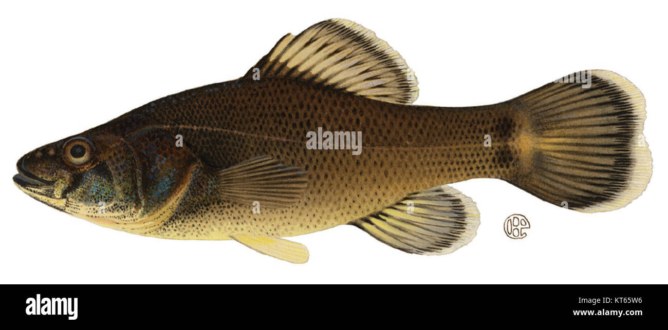 Aphredoderus sayanus sayanus is a subspecies of fish known as the ...