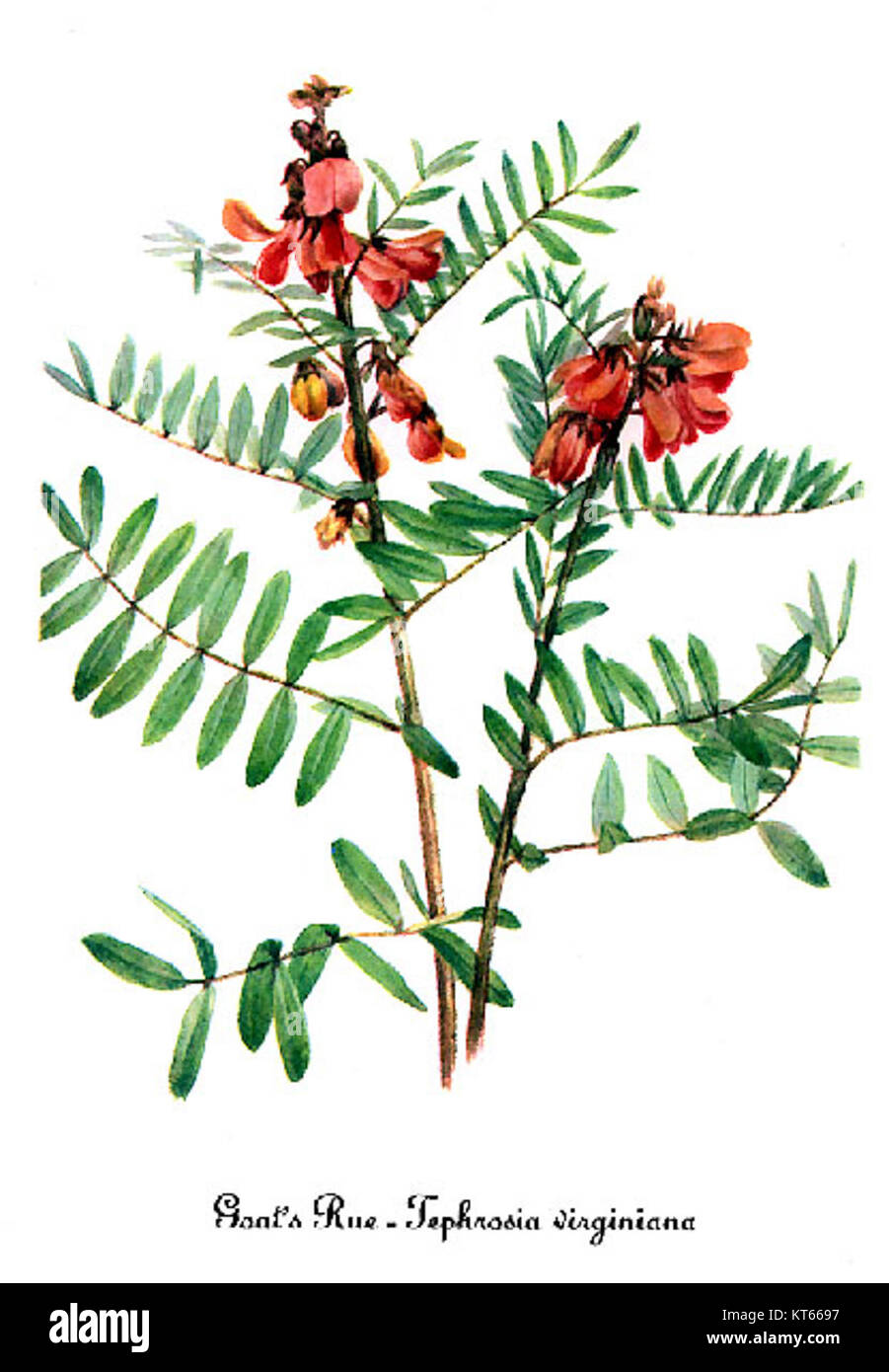 Tephrosia virginiana, illustrated by Mary Vaux Walcott, is a flowering ...