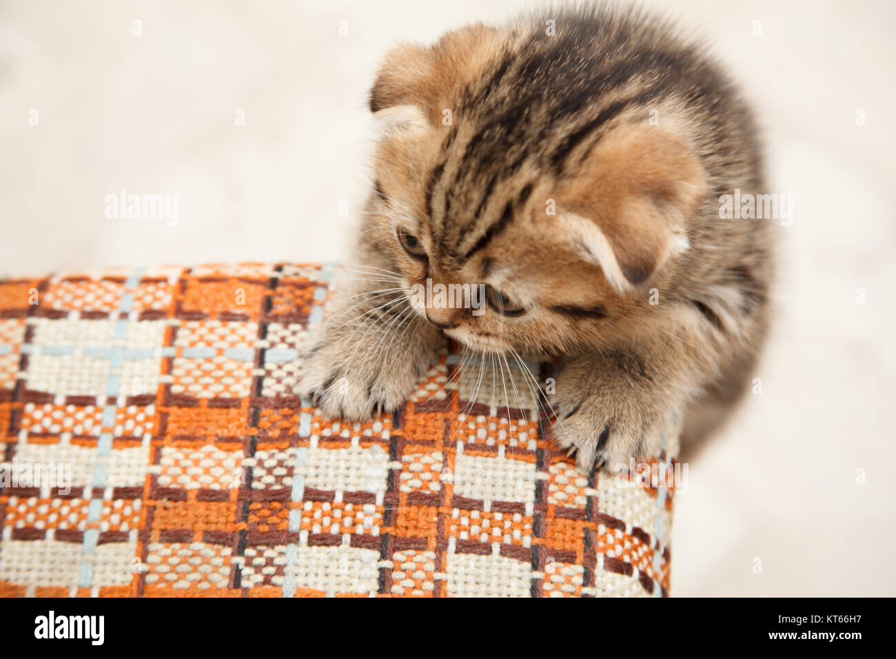 small and beautiful grey scottish fold kitten in room Stock Photo
