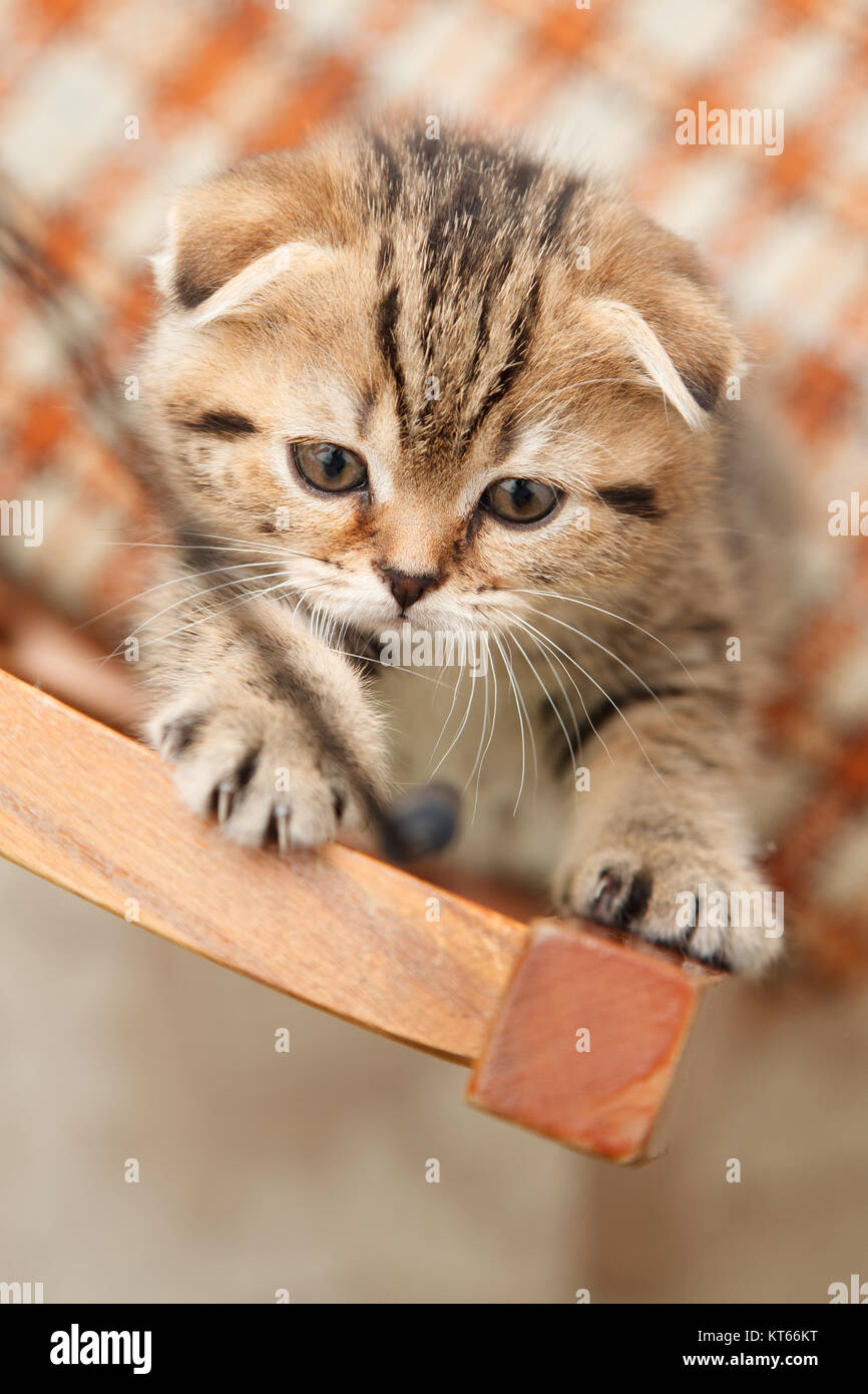 small and beautiful grey scottish fold kitten in room Stock Photo