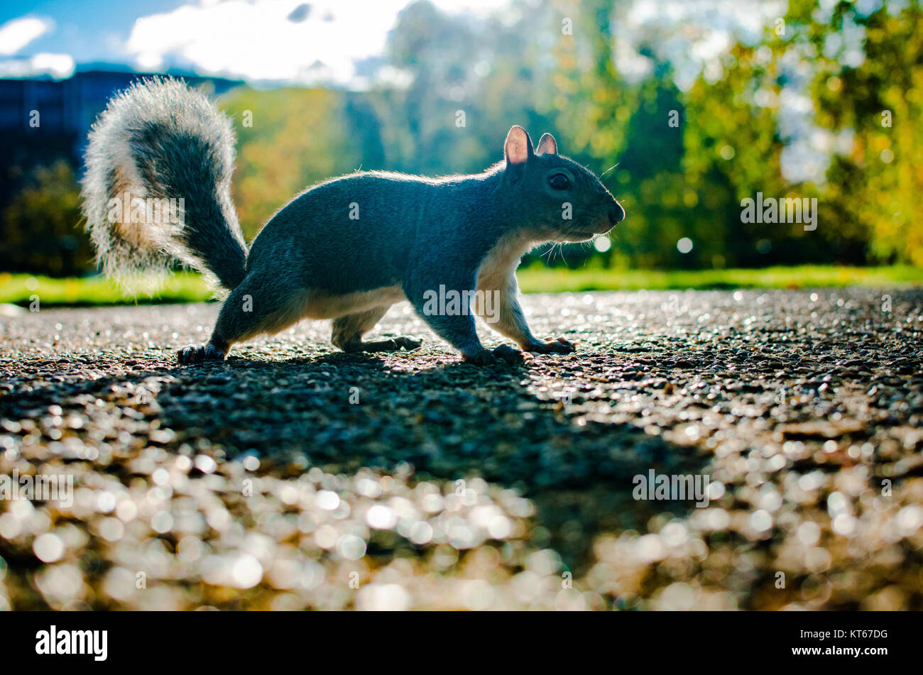 A fearless tree squirrel ventures on the road in summer Stock Photo