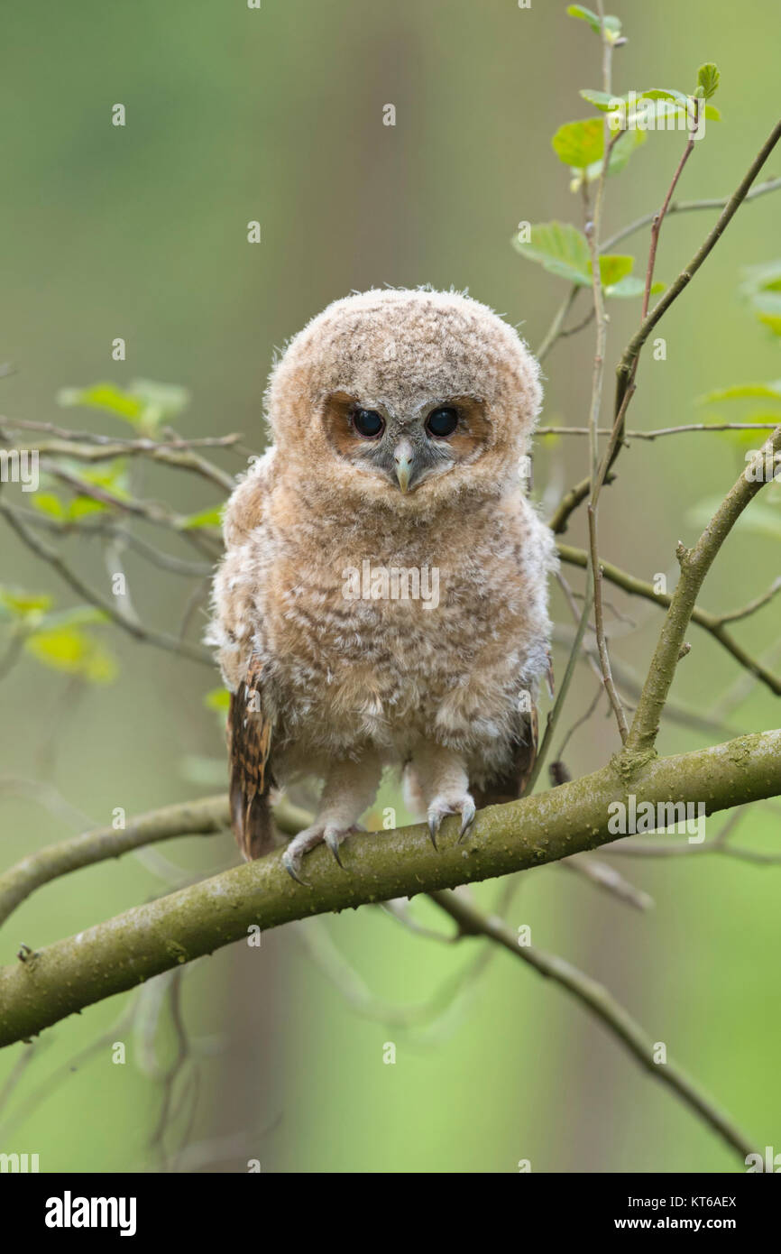 Tawny Owl ( Strix aluco ), young, cute fledgling, owlet, moulting chick, perched on a branch, its dark brown eyes wide open, wildlife, Europe. Stock Photo