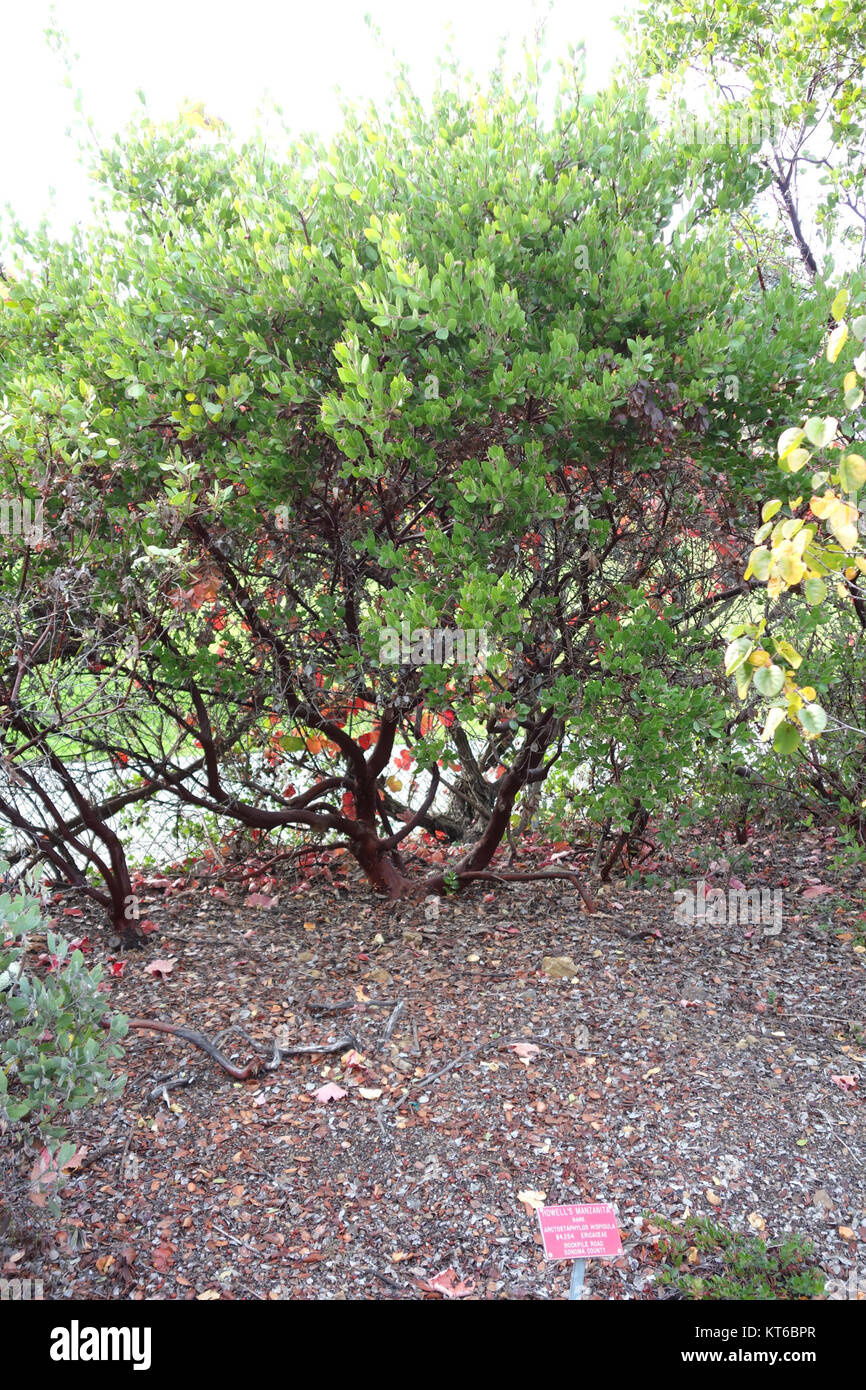 Arctostaphylos hispidula - Regional Parks Botanic Garden, Berkeley, CA - DSC04377 Stock Photo