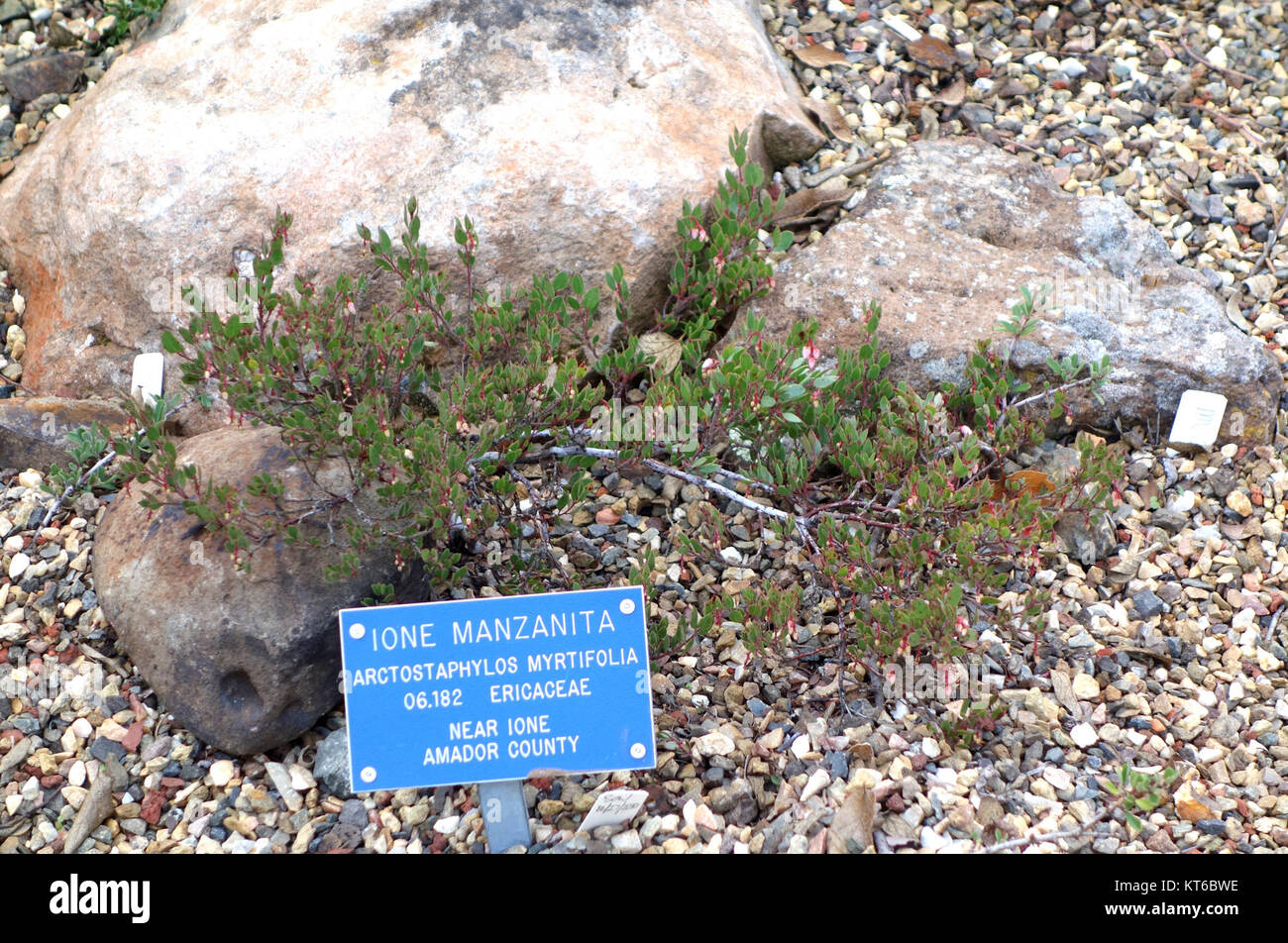 Arctostaphylos myrtifolia - Regional Parks Botanic Garden, Berkeley, CA - DSC04313 Stock Photo