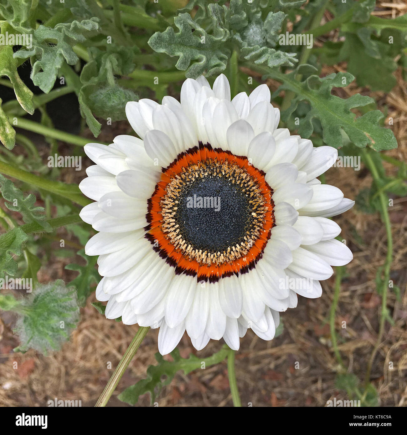 Arctotis fastuosa hi-res stock photography and images - Alamy