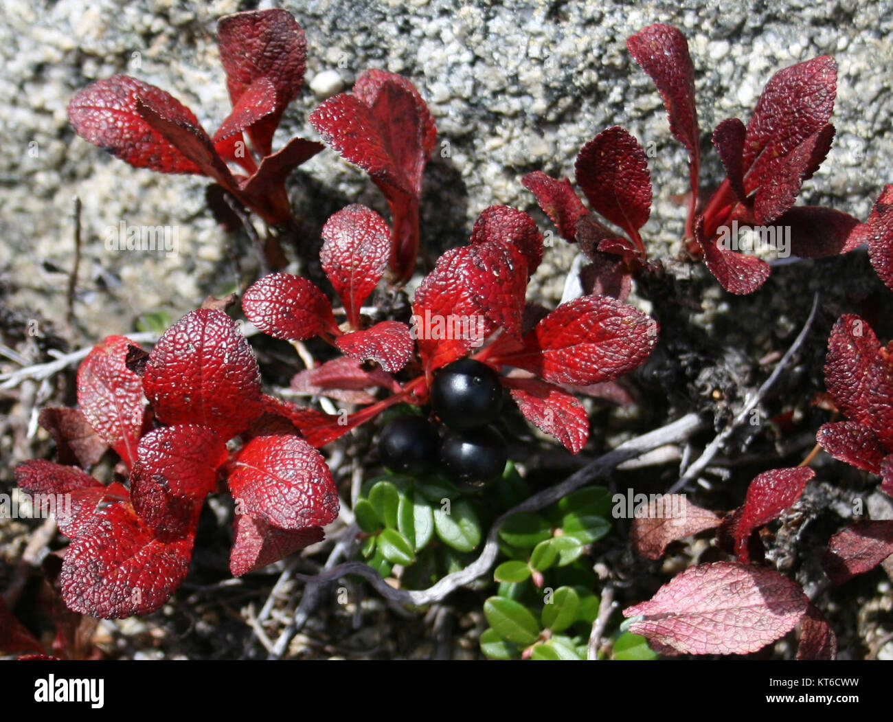 Alpine ecosystems hi-res stock photography and images - Alamy