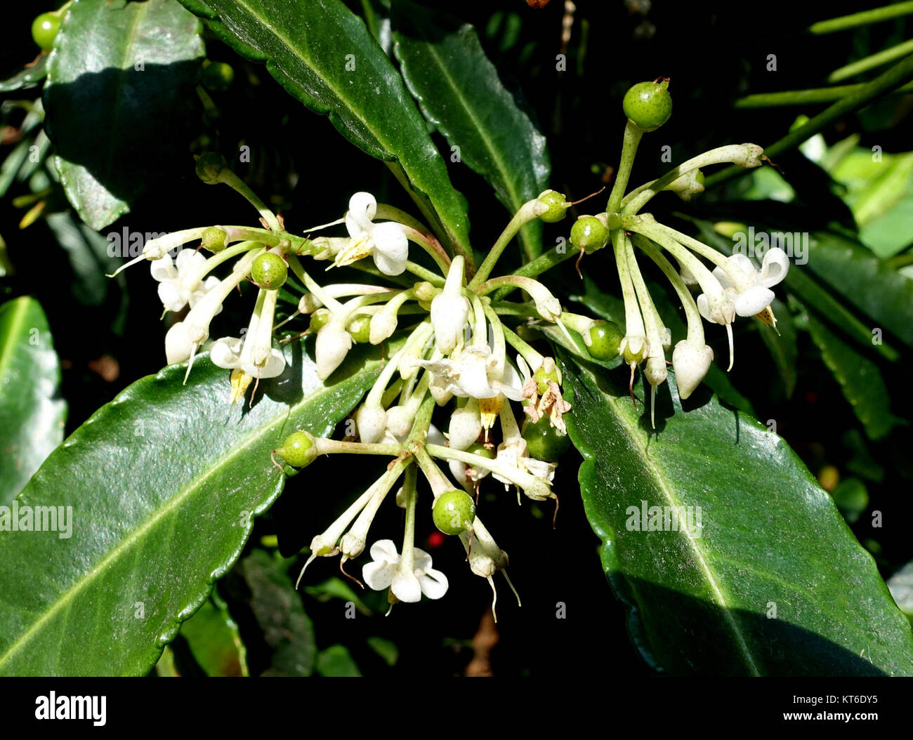 Ardisia crenata - Bloedel Floral Conservatory, Queen Elizabeth Park - Vancouver, Canada - DSC07515 Stock Photo