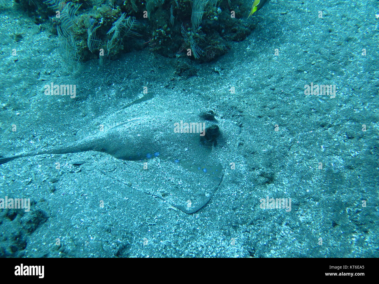 Blue spotted ray swimming amongst coral reef on the ocean floor, Bali Stock Photo