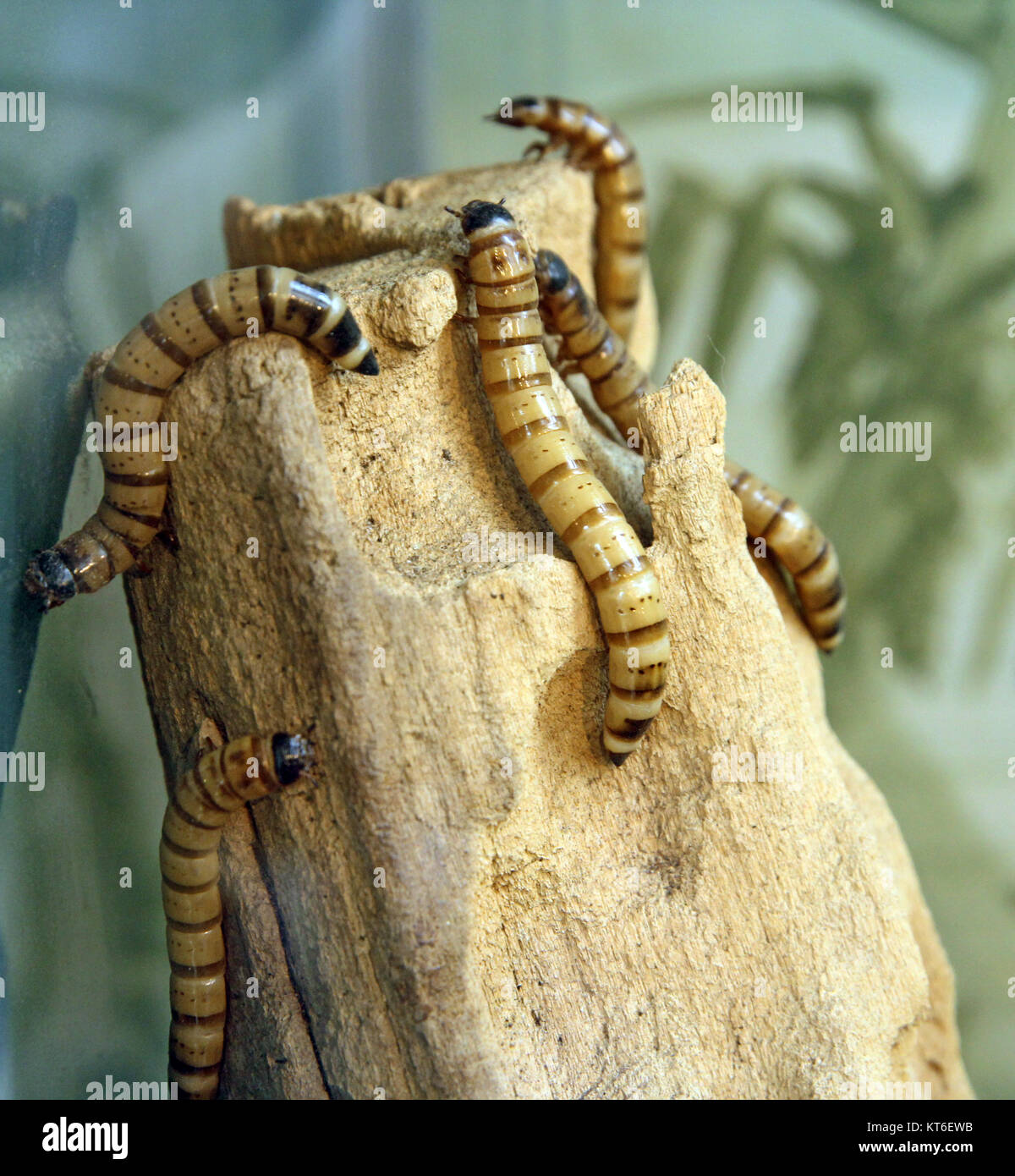 Large white worms crawl on a dry tree Stock Photo Alamy