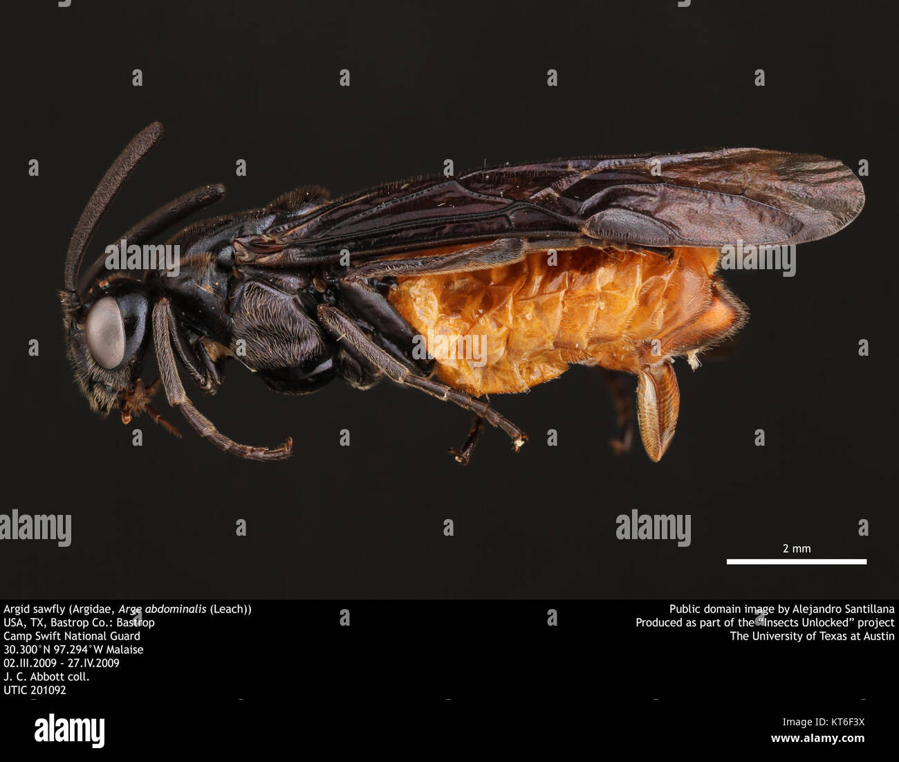 Argid sawfly (Argidae, Arge abdominalis (Leach)) (36614018535 Stock