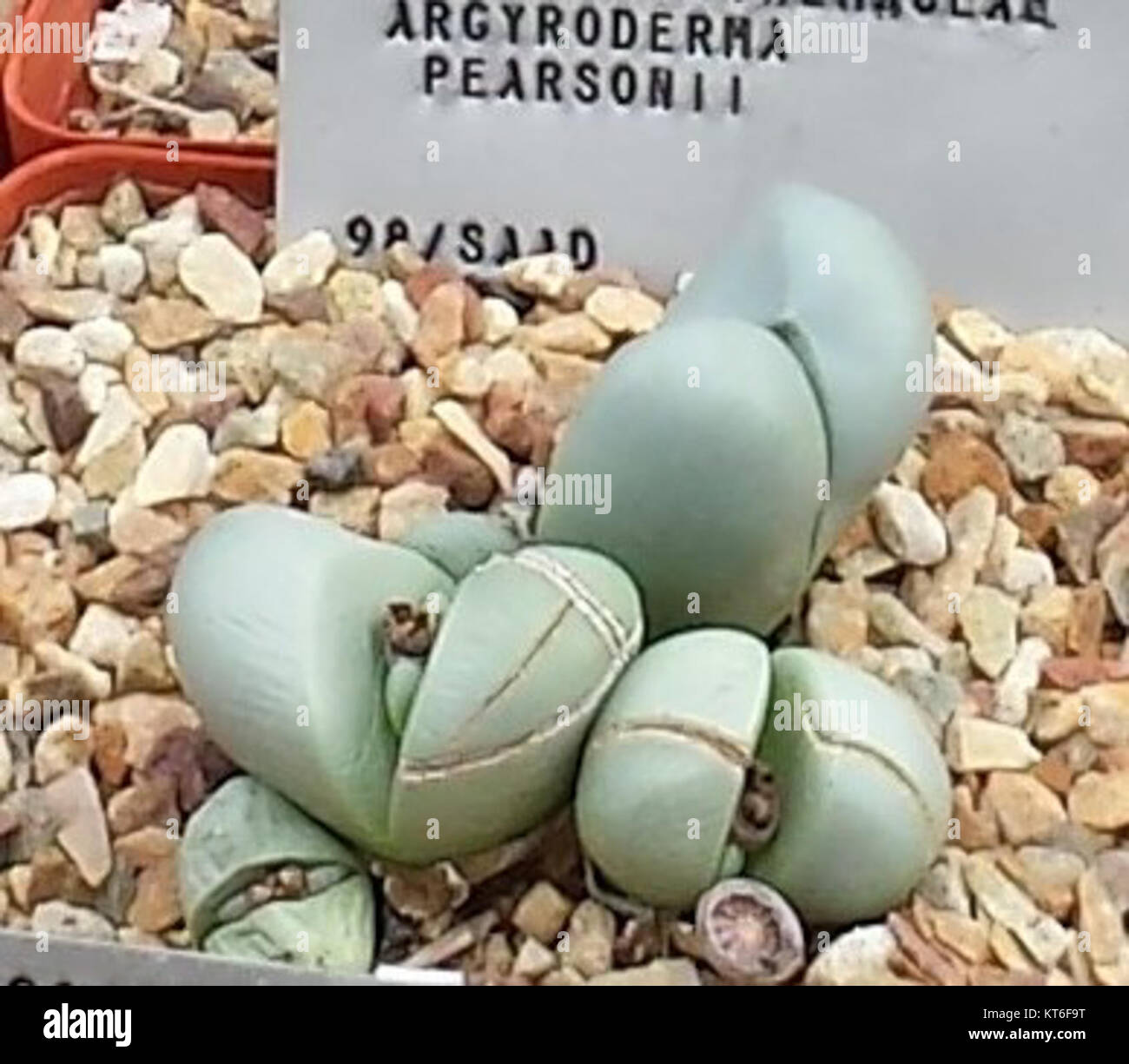 Argyroderma pearsonii - RSA5 Stock Photo