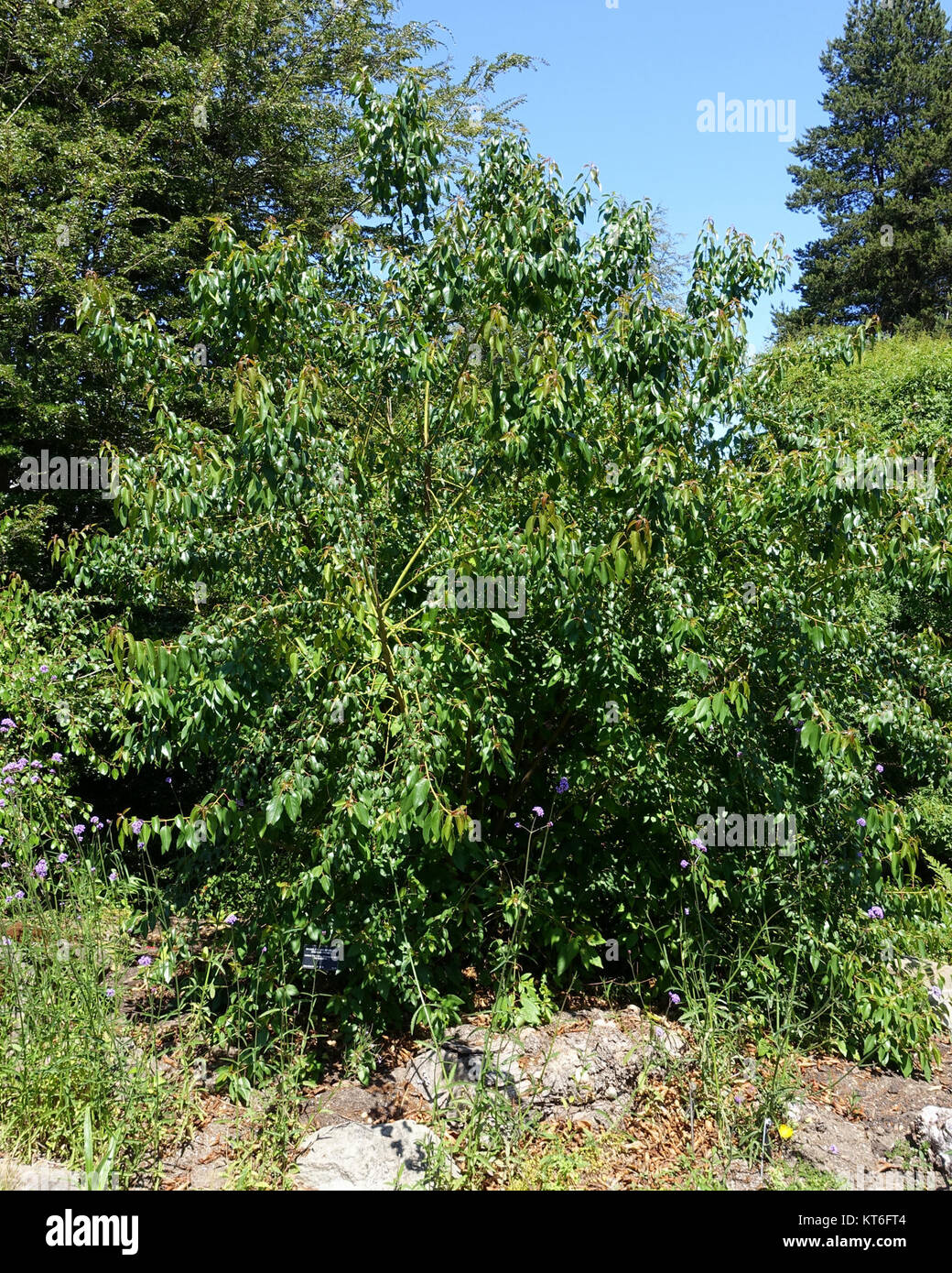 Aristotelia chilensis - VanDusen Botanical Garden - Vancouver, BC - DSC07406 Stock Photo