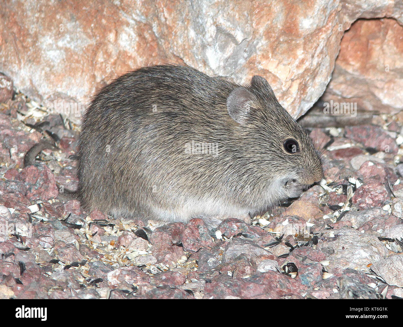 Rat tracking hi-res stock photography and images - Alamy
