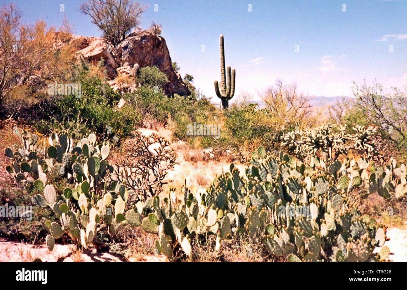 The Arizona desert in 1995 captures the vast, arid landscapes of the ...