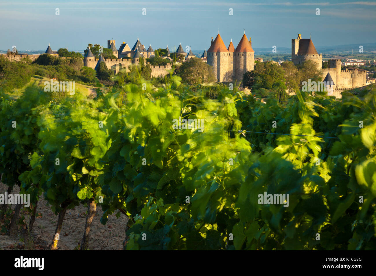 Blowing grape vines in early morning with the medieval town of Carcassonne beyond, Occitanie, France Stock Photo