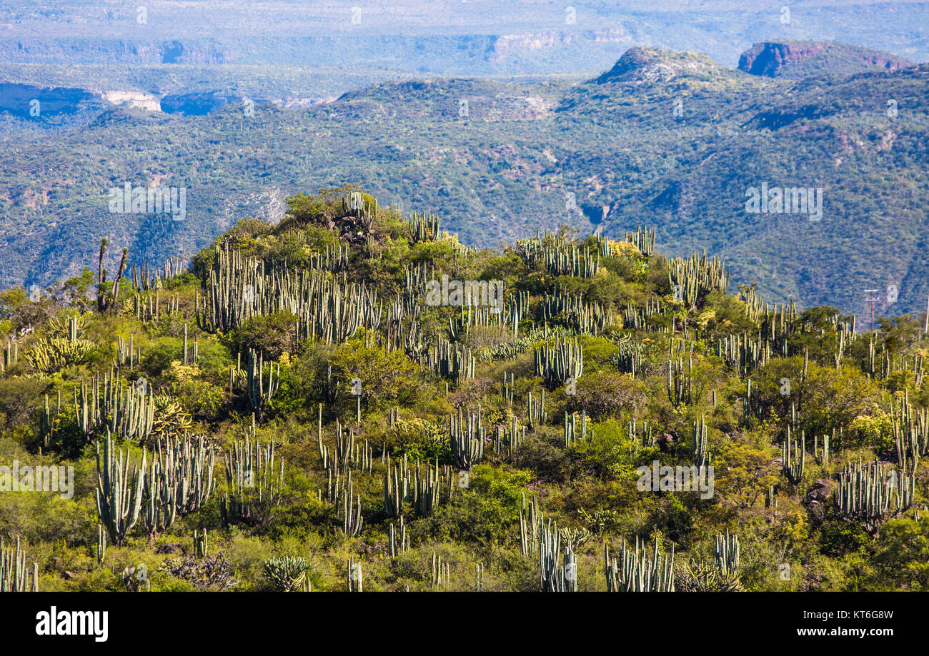 Baja sonoran desert hi-res stock photography and images - Alamy