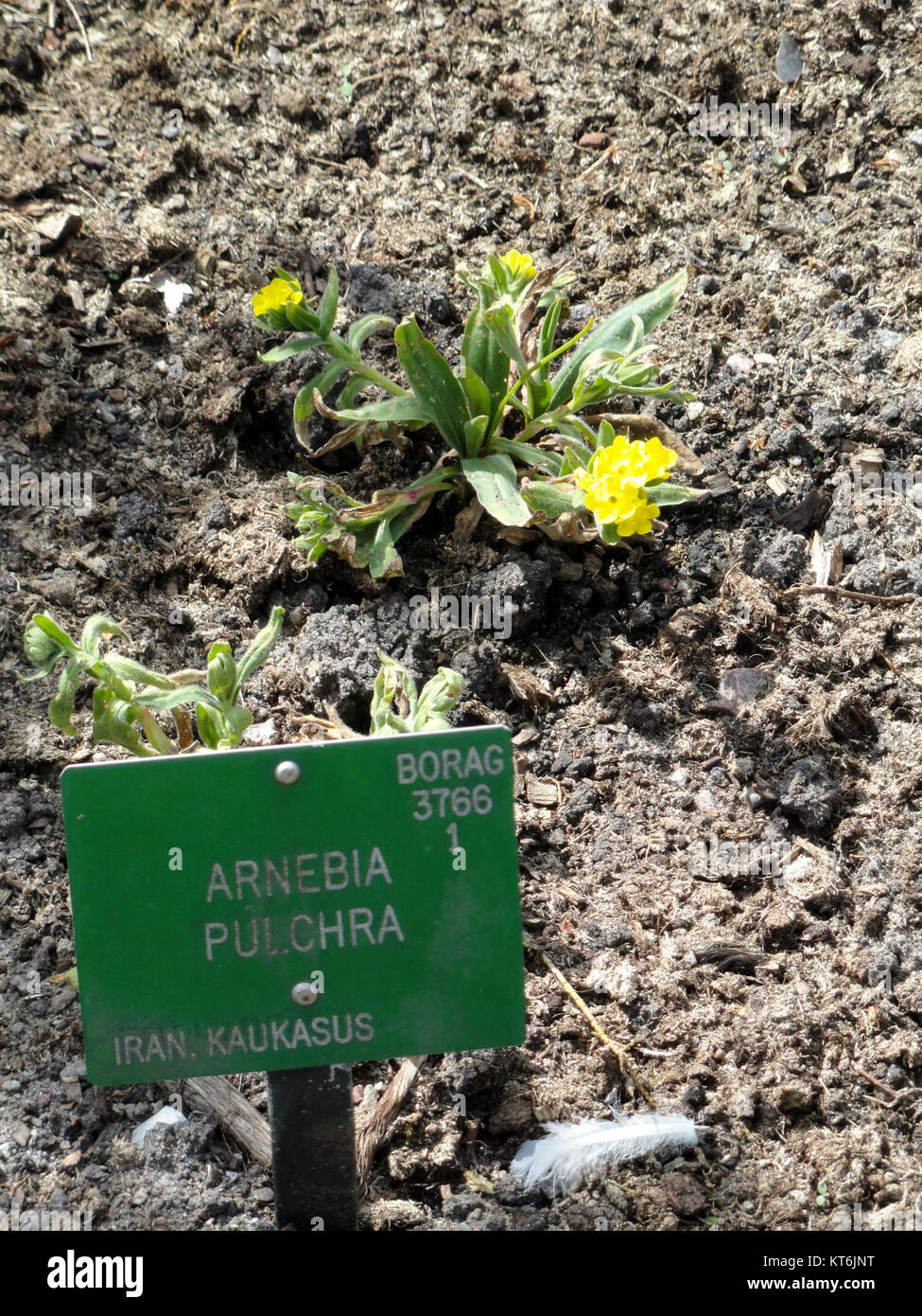 Arnebia pulchra - Copenhagen Botanical Garden - DSC07485 Stock Photo