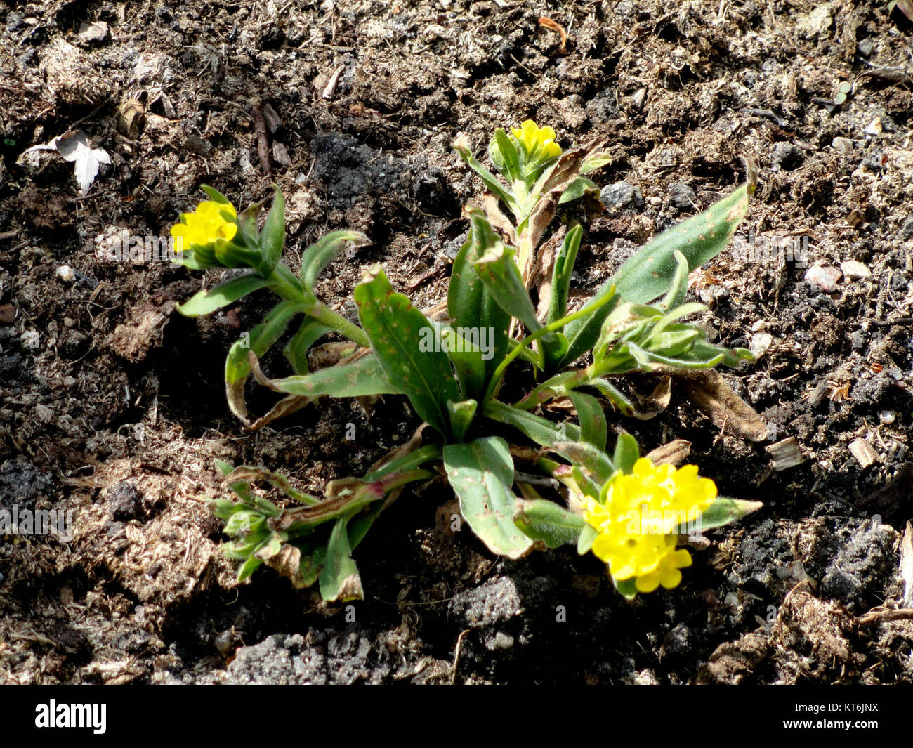 Arnebia pulchra - Copenhagen Botanical Garden - DSC07486 Stock Photo