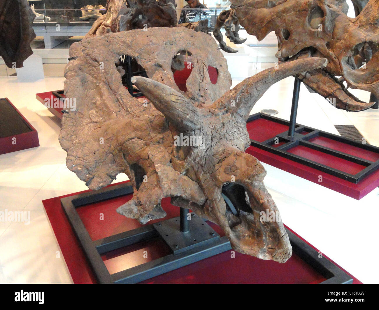 Arrhinoceratops Brachyops Skull, Near Drumheller, Alberta, Late 