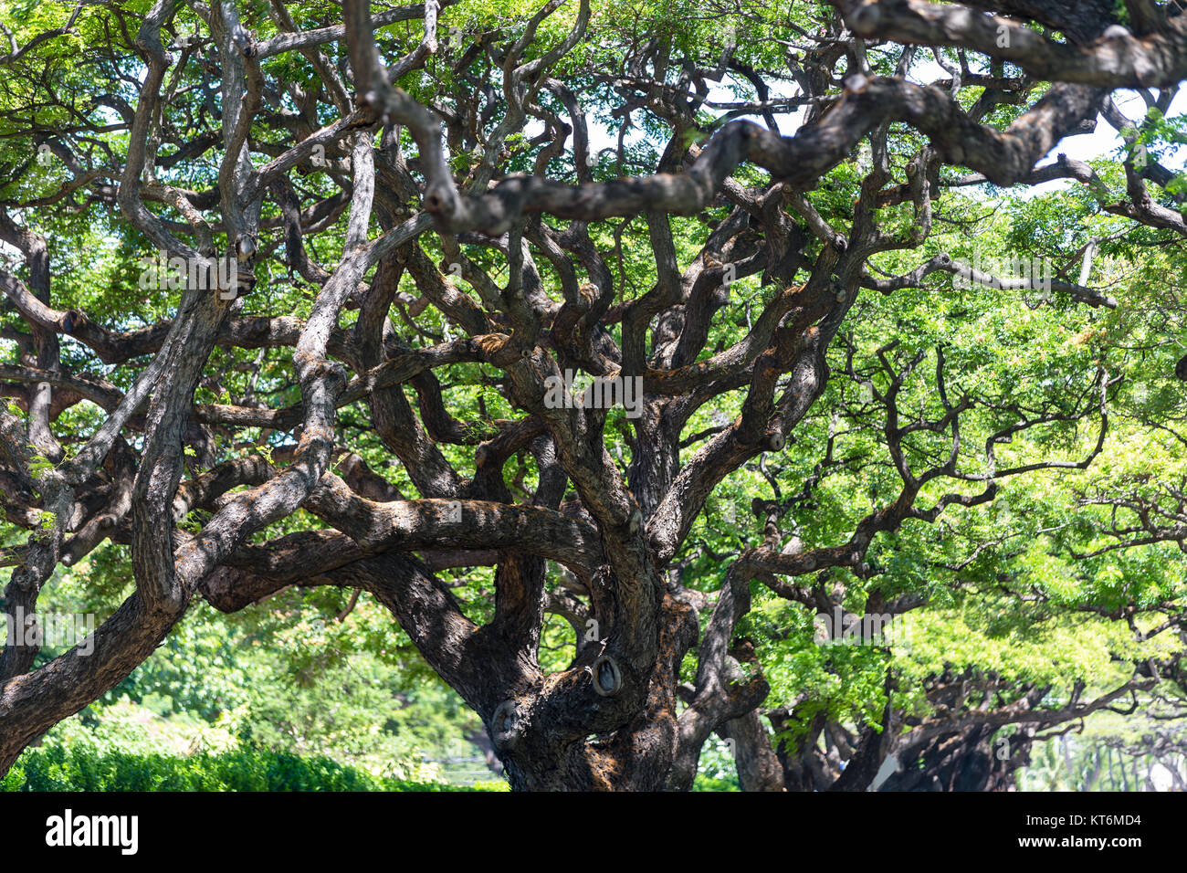 Monkeypod tree hires stock photography and images Alamy
