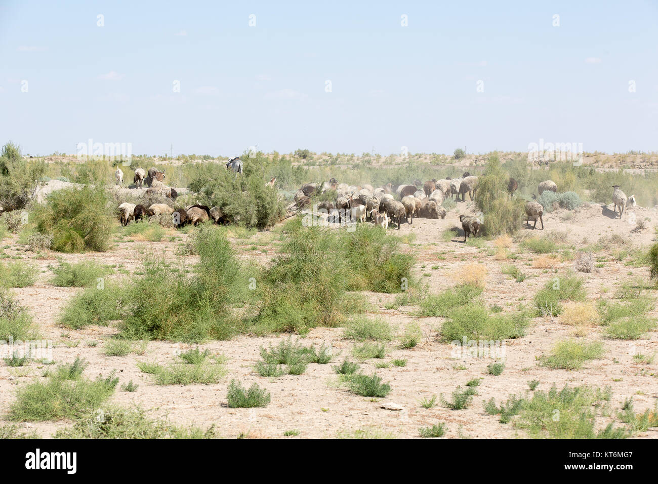 Flock of sheeps eating plants in Romitan desert Stock Photo