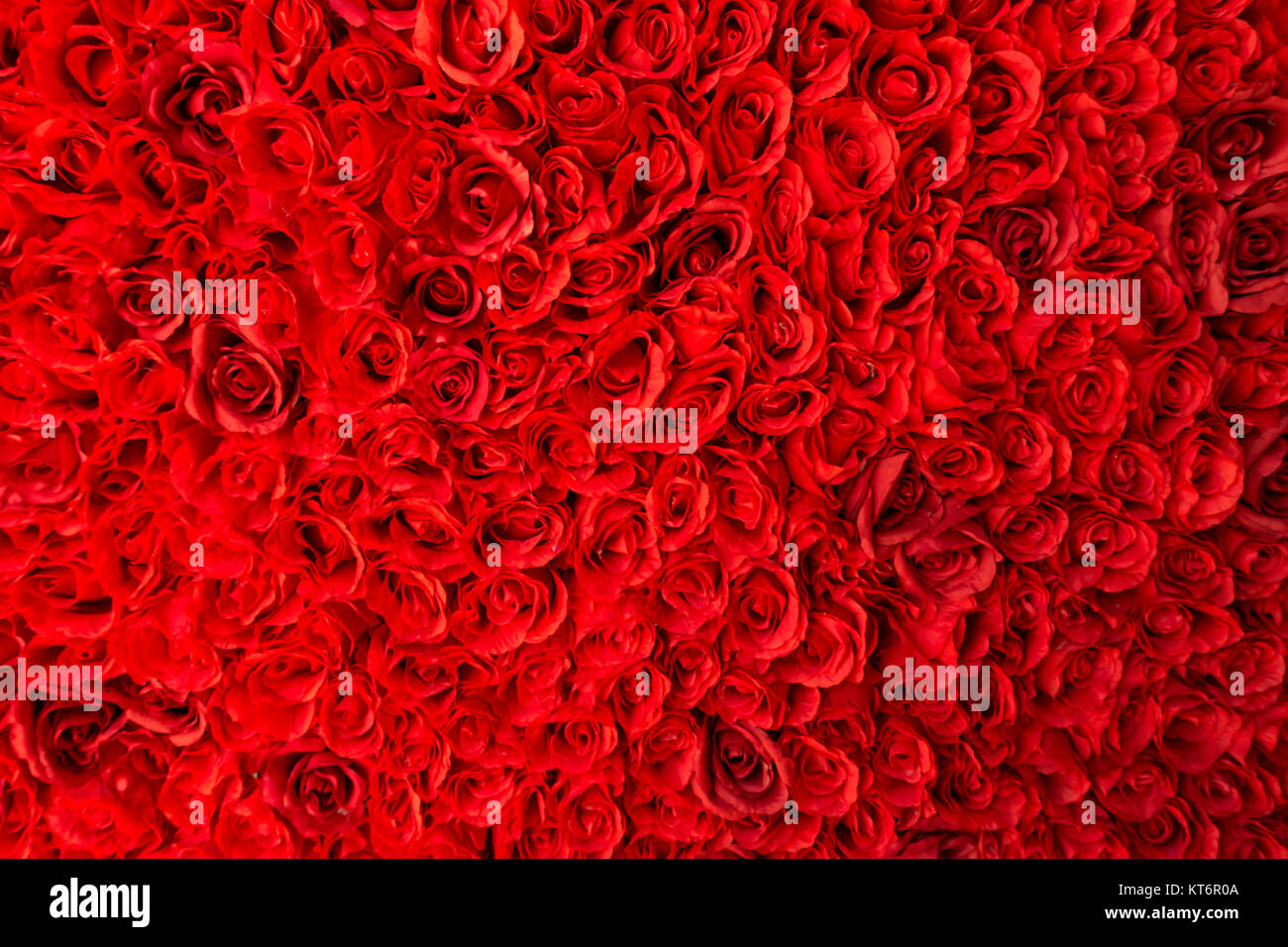 lots of red roses clustered together Stock Photo