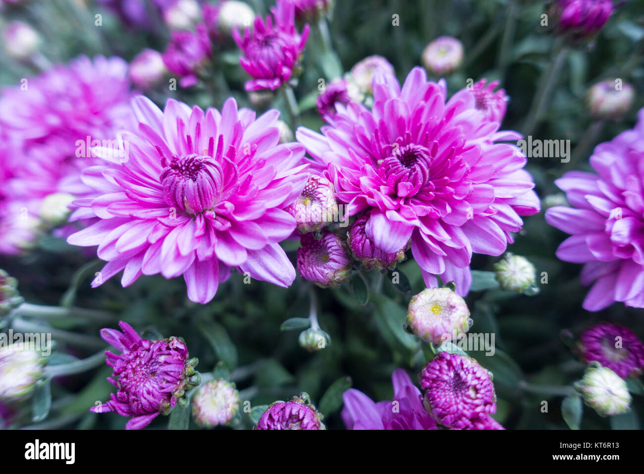 bunch of beautiful flowers Stock Photo - Alamy