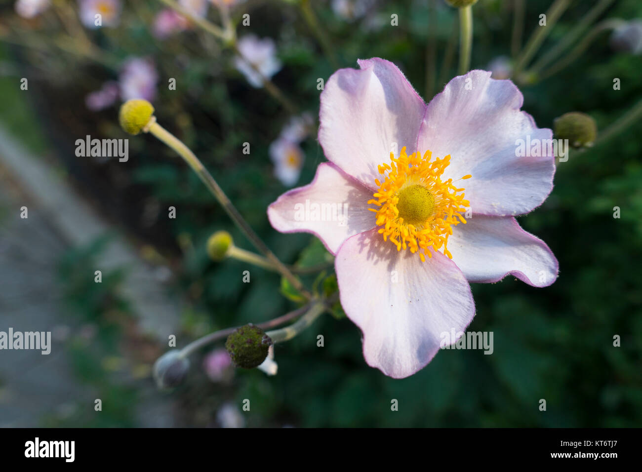 Purple and yellow flower hi-res stock photography and images - Alamy